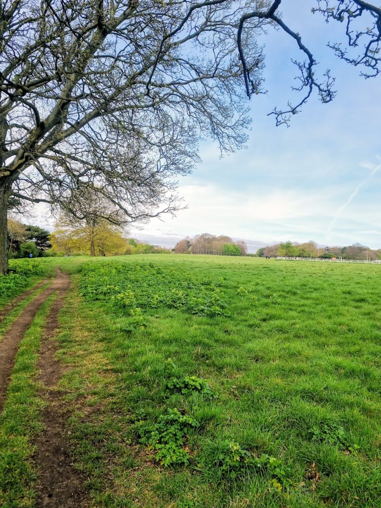 Phoenix park em dublin